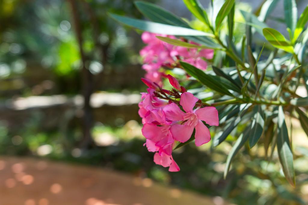 Villa Alma Veli Lošinj Eksteriør bilde